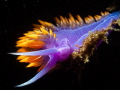   Spanish shawl  